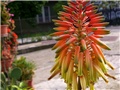 Aloa vera